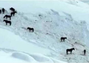 HAKKARİ’DE ÖLÜME TERK EDİLEN ATLAR