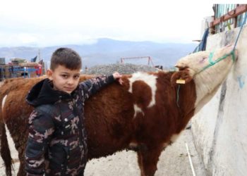 Samsun’daki bu boğa görenleri şaşırtıyor…