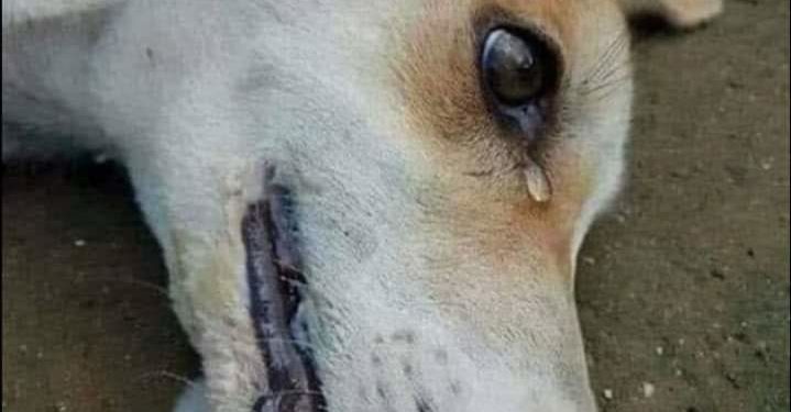 Onlarda Allah’ın  Sessiz bir Kulu boş yaratmadı!