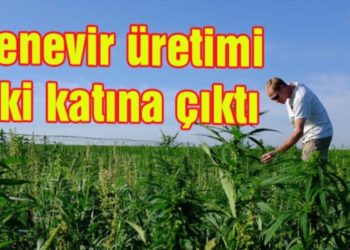 Kenevir üretimi iki katına çıktı