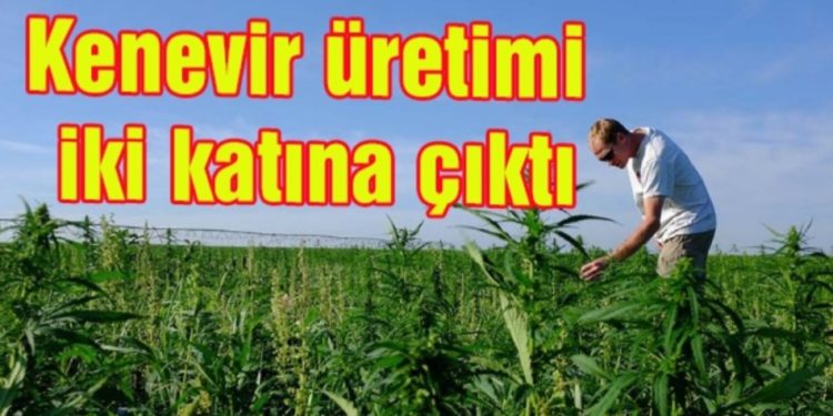 Kenevir üretimi iki katına çıktı