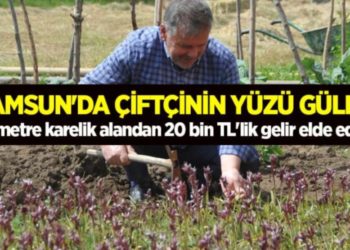 Samsun’da çiftçinin yüzü güldü