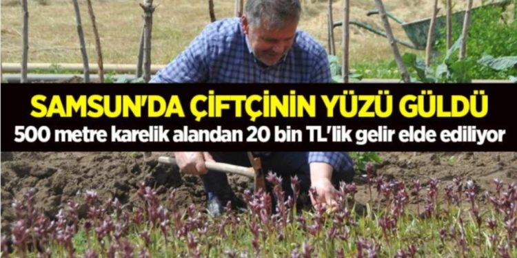 Samsun’da çiftçinin yüzü güldü