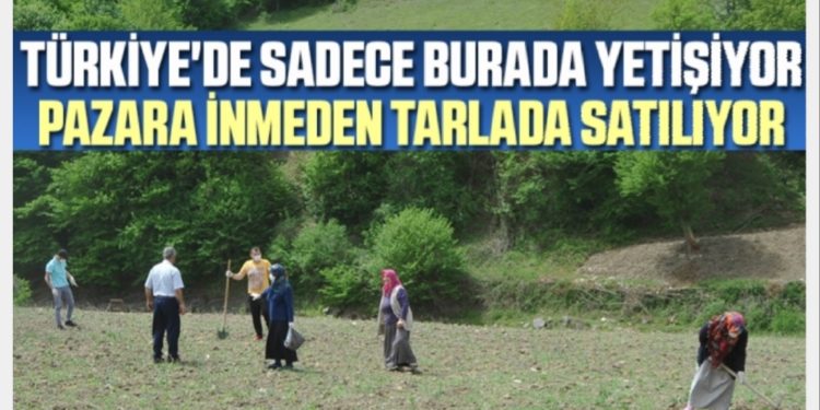 Türkiye’de sadece Samsun’da yetişiyor, pazara inmeden tarlada satılıyor