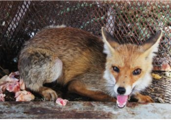 Tilkinin kurnazlığı emekli polise sökmedi
