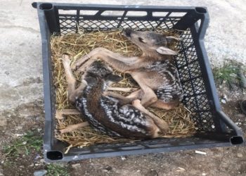 Karaca Yavrularına Jandarma Şefkati