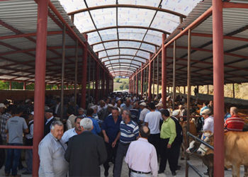 Kurban yaklaşıyor,Hayvan pazarları ne zaman açılacak?