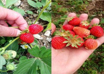 Çilek Asarcık toprağını sevdi