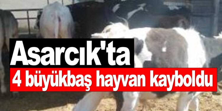 Asarcık’ta 4 Büyükbaş iki inek iki düve kayboldu