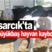 Asarcık’ta 4 Büyükbaş iki inek iki düve kayboldu
