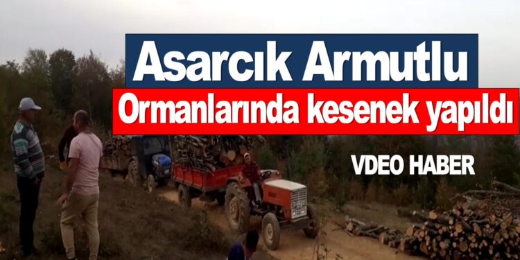 Asarcık Armutlu Ormanlarında kesenek yapıldı