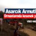 Asarcık Armutlu Ormanlarında kesenek yapıldı