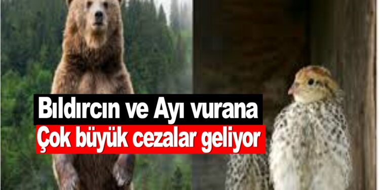 Bıldırcın ve Ayı vurana çok büyük cezalar geliyor…