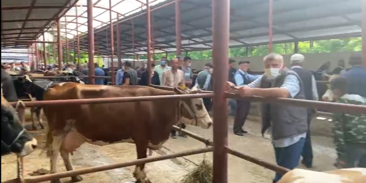 Samsun Asarcık Hayvan Pazarında, Kurbanlık satışları geçen haftalara göre artış görüldü