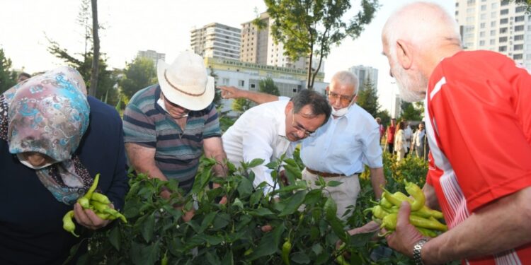 BAŞKAN MUSTAFA DEMİR, HUZUREVİ SAKİNLERİ İLE SEBZE TOPLADI, BOCCE OYNADI