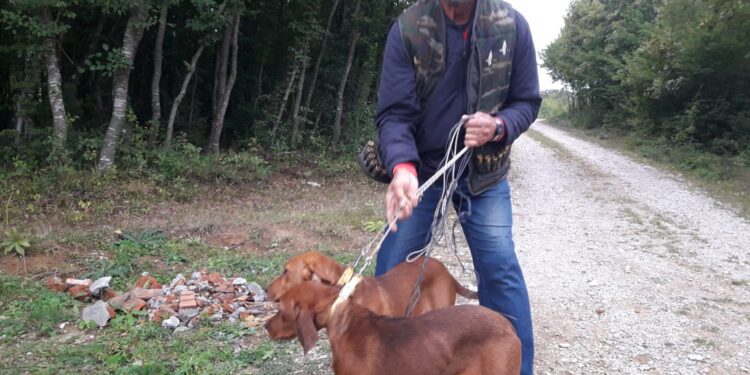 Asarcık’ta 2 tane eğitilmiş av köpeği kayboldu