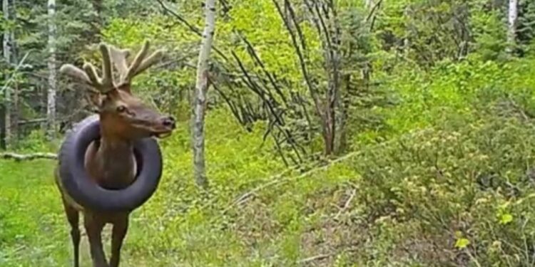 İki yıldır boynunda lastikle yaşayan geyik sonunda kurtarıldı