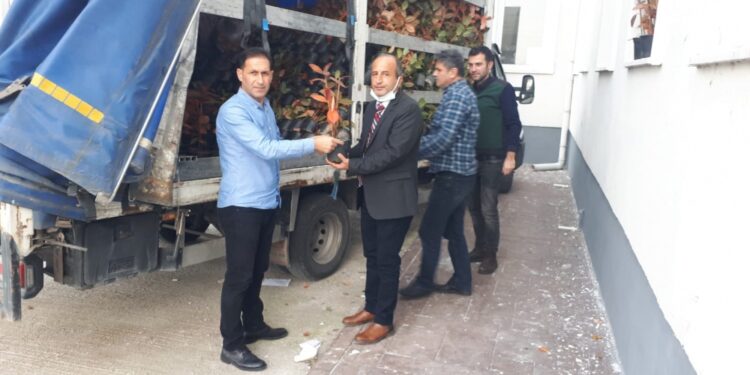 SAMSUN’UN YENİ MEYVESİ: ARONYA