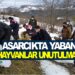 ASARCIKTA YABANİ HAYVANLAR UNUTULMADI