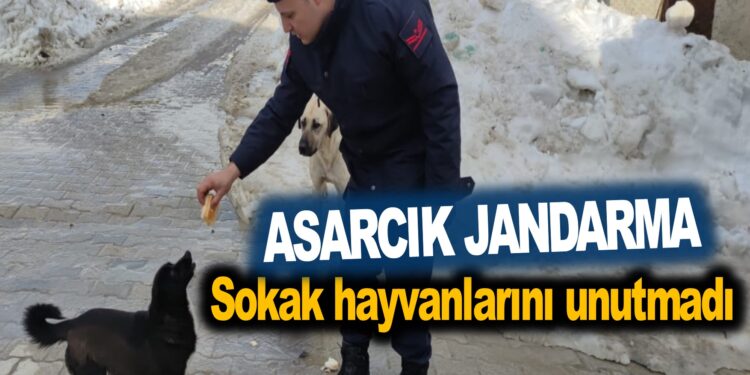 ASARCIK JANDARMA SOKAK HAYVANLARINI UNUTMADI
