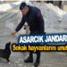 ASARCIK JANDARMA SOKAK HAYVANLARINI UNUTMADI