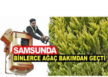 SAMSUN’DA BİNLERCE AĞAÇ BAKIMDAN GEÇTİ