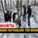 ASARCIK’TA JANDARMA DOĞADAKİ HAYVANLARA YEM BIRAKTI