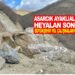 ASARCIK AYAKLIALAN’DA HEYALAN SONRASI SAMSUN BÜYÜKŞEHİR  BELEDİYESİ YOL ÇALIŞMALARINA BAŞLADI