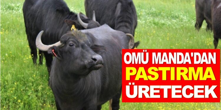 SAMSUN ONDOKUZ MAYIS ÜNİVERSİTESİ (OMÜ) MANDA’DAN PASTIRMA ÜRETİMİ YAPACAK