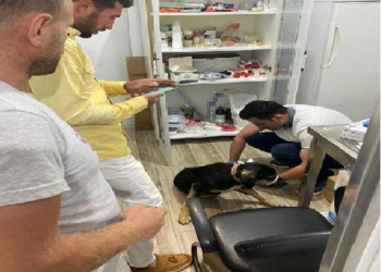 ASARCIK’TA ÜZÜCÜ OLAY…. KÖPEĞE ÇARPIP KAÇTILAR