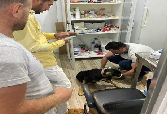 ASARCIK’TA ÜZÜCÜ OLAY…. KÖPEĞE ÇARPIP KAÇTILAR