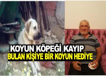 KOYUN KÖPEĞİ KAYIP! BULAN KİŞİYE BİR KOYUN HEDİYE