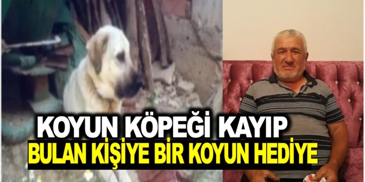 KOYUN KÖPEĞİ KAYIP! BULAN KİŞİYE BİR KOYUN HEDİYE