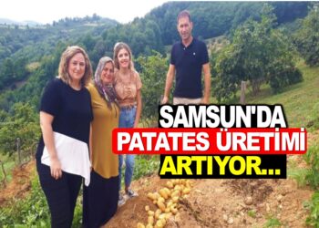 SAMSUN’DA PATATES ÜRETİMİ ARTIYOR