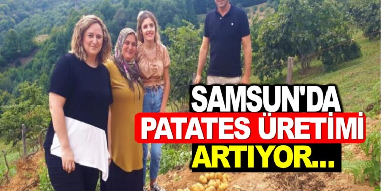 SAMSUN’DA PATATES ÜRETİMİ ARTIYOR