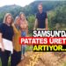 SAMSUN’DA PATATES ÜRETİMİ ARTIYOR