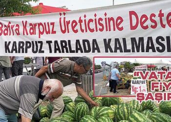 BAFRA KARPUZ ÜRETİCİSİNE DESTEK! KARPUZ TARLADA KALMASIN