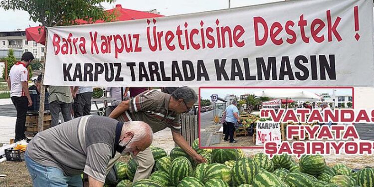 BAFRA KARPUZ ÜRETİCİSİNE DESTEK! KARPUZ TARLADA KALMASIN