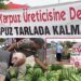 BAFRA KARPUZ ÜRETİCİSİNE DESTEK! KARPUZ TARLADA KALMASIN