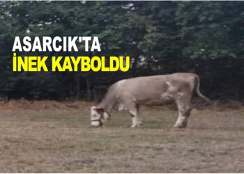 ASARCIK’TA İNEK KAYBOLDU