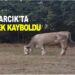 ASARCIK’TA İNEK KAYBOLDU