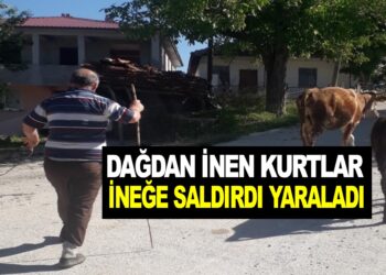 ASARCIK’TA 5 KURT BİR İNEĞE SALDIRDI