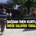 ASARCIK’TA 5 KURT BİR İNEĞE SALDIRDI