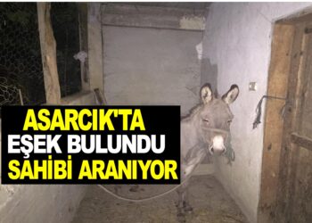 ASARCIK’TA EŞEK BULUNMUŞTUR, SAHİBİ ARANIYOR…
