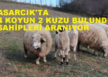 ASARCIKTA 4 KOYUN 2 KUZU BULUNDU SAHİPLERİ ARANIYOR