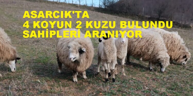 ASARCIKTA 4 KOYUN 2 KUZU BULUNDU SAHİPLERİ ARANIYOR