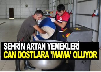 ŞEHRİN ARTAN YEMEKLERİ CAN DOSTLARA ‘MAMA’ OLUYOR
