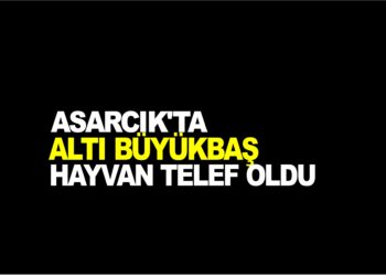 SAMSUN ASARCIK’TA ALTI BÜYÜKBAŞ HAYVAN TELEF OLDU