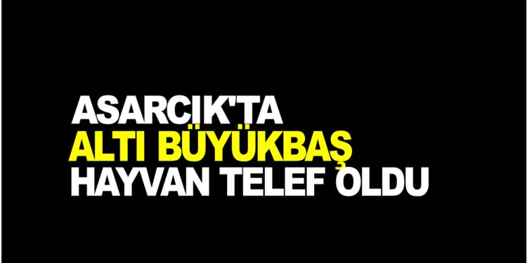 SAMSUN ASARCIK’TA ALTI BÜYÜKBAŞ HAYVAN TELEF OLDU