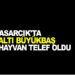 SAMSUN ASARCIK’TA ALTI BÜYÜKBAŞ HAYVAN TELEF OLDU